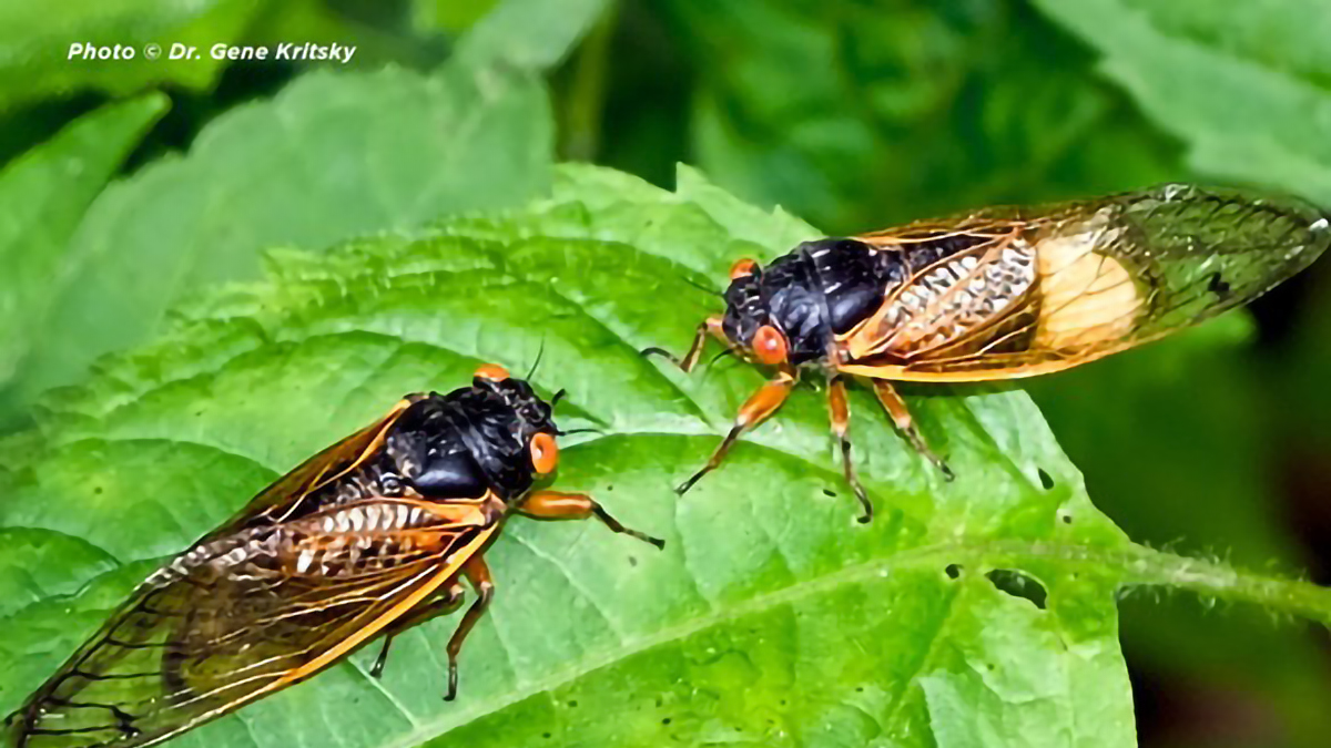 Drop In Cicadas at Edward L. Ryerson Conservation Area and Welcome Center